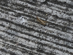 Dichromorpha prominula