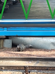 Otospermophilus variegatus