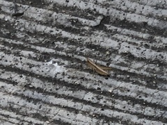 Dichromorpha prominula