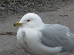 Larus delawarensis
