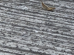 Dichromorpha prominula