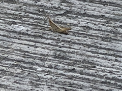 Dichromorpha prominula