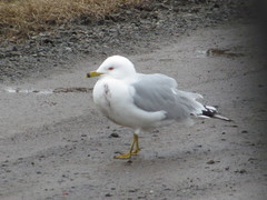 Larus delawarensis