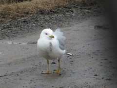 Larus delawarensis