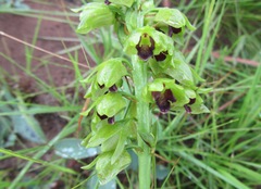 Orthochilus foliosus