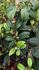 Viburnum davidii