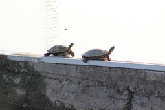 Pseudemys gorzugi