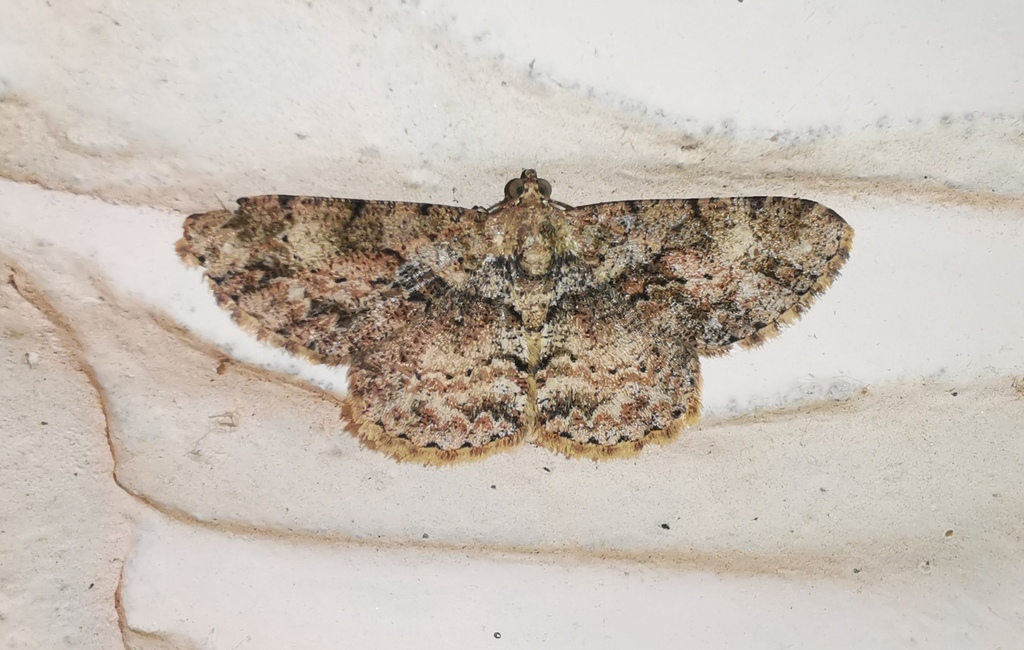 Psilalcis postochrea
