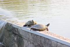 Pseudemys gorzugi