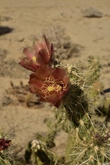 Cylindropuntia sanfelipensis