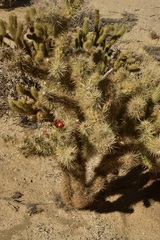 Cylindropuntia sanfelipensis