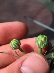 Malacothrix squalida