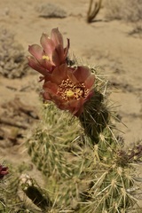 Cylindropuntia sanfelipensis