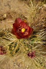 Cylindropuntia sanfelipensis