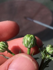 Malacothrix squalida