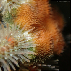 Ophiothrix spiculata