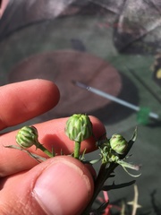 Malacothrix squalida