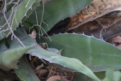 Agave asperrima
