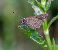 Cymaenes lepta