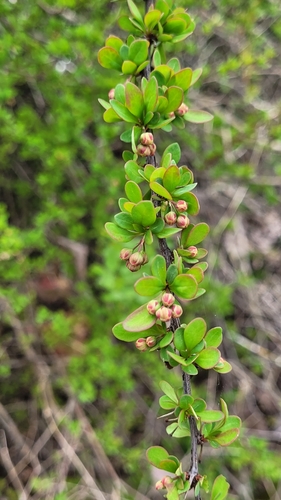 Berberis thunbergii