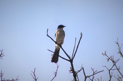 Aphelocoma wollweberi