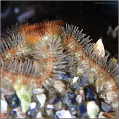 Ophiothrix spiculata