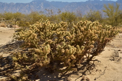 Cylindropuntia sanfelipensis