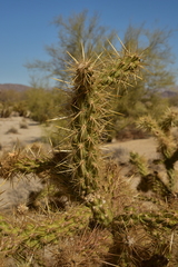 Cylindropuntia sanfelipensis