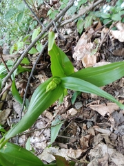 Colchicum speciosum