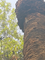 Melanerpes aurifrons