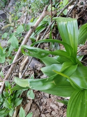 Colchicum speciosum