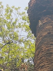 Melanerpes aurifrons