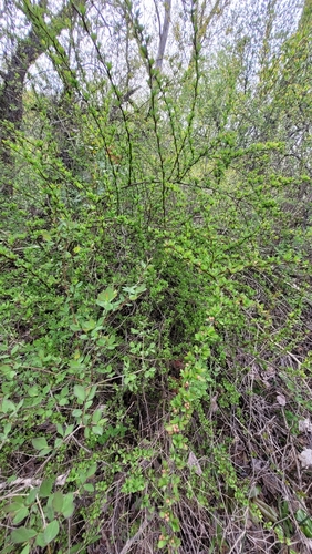 Berberis thunbergii