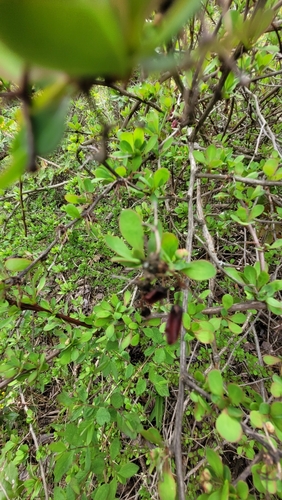 Berberis thunbergii
