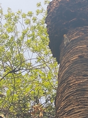 Melanerpes aurifrons