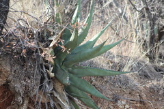 Agave asperrima