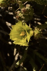 Cylindropuntia tesajo