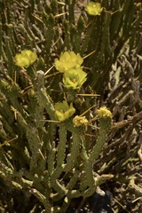 Cylindropuntia tesajo