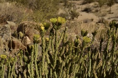 Cylindropuntia tesajo
