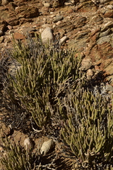 Cylindropuntia tesajo