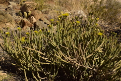Cylindropuntia tesajo