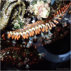 Astrometis sertulifera