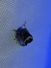 Smilia camelus