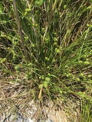 Carex extensa