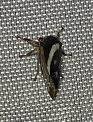 Smilia camelus