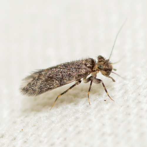 Echmepteryx hageni photo 3
