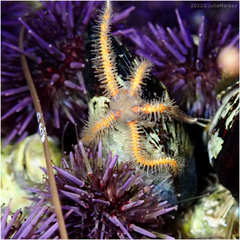 Ophiothrix spiculata image