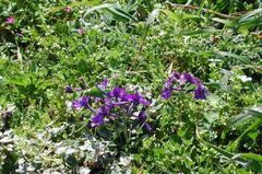 Delphinium decorum decorum