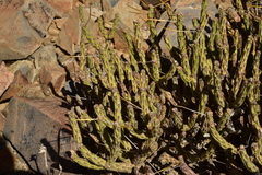 Cylindropuntia tesajo