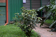 Graptophyllum pictum